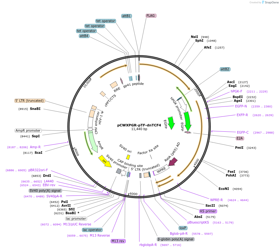 114277-plasmid-map-sequence-id-218735