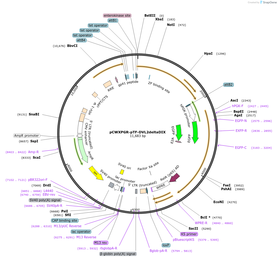 114276-plasmid-map-sequence-id-218736