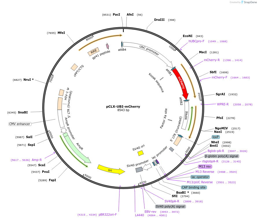 114275-plasmid-map-sequence-id-218739