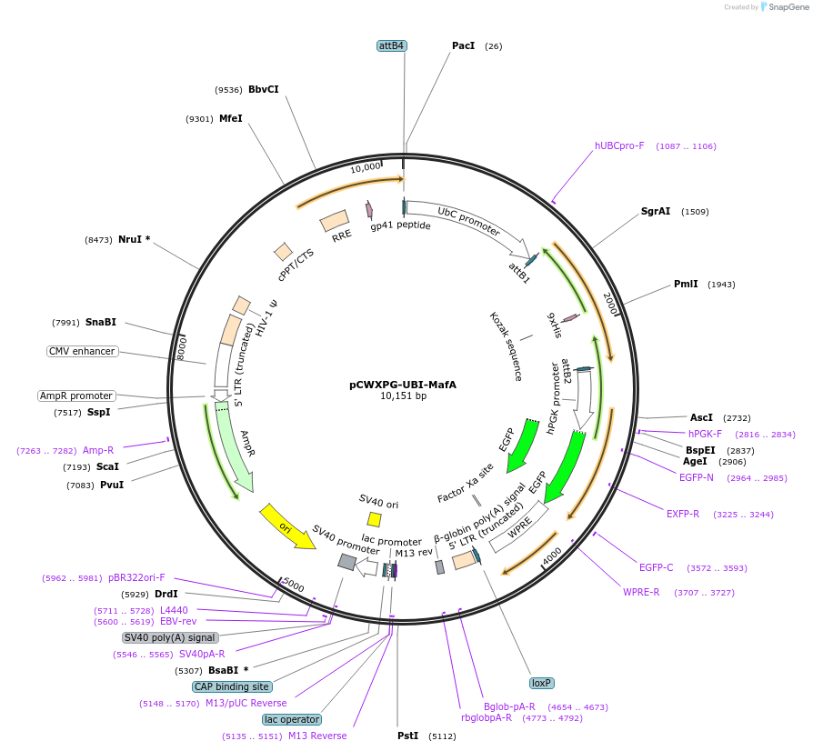 114302-plasmid-map-sequence-id-218740