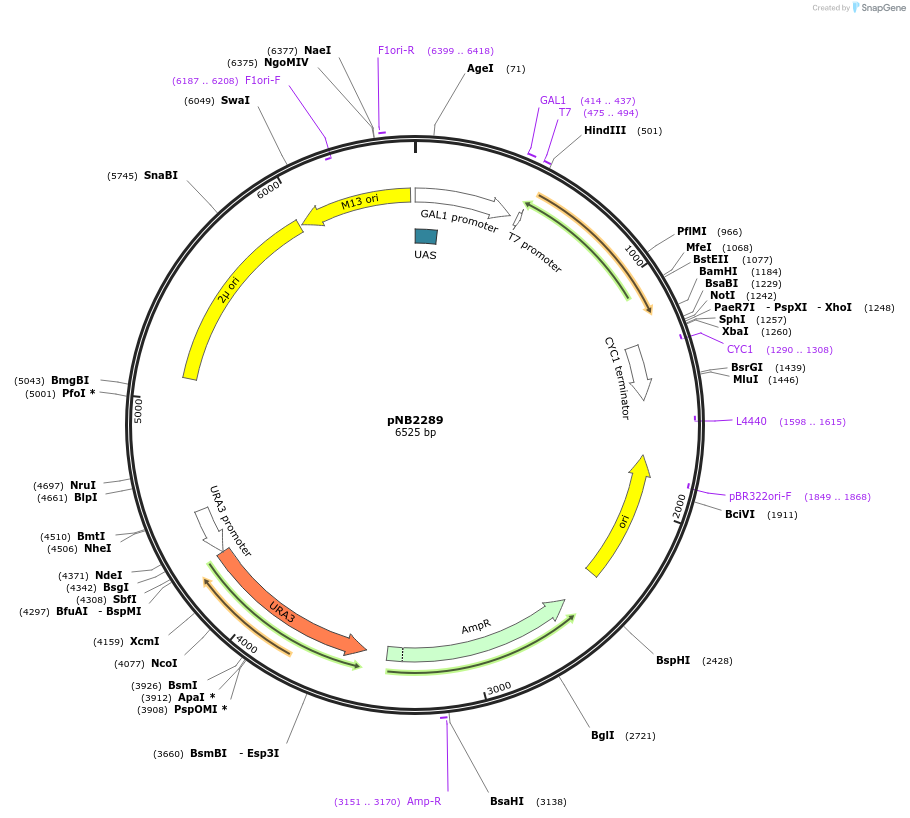 113396-plasmid-map-sequence-id-218741