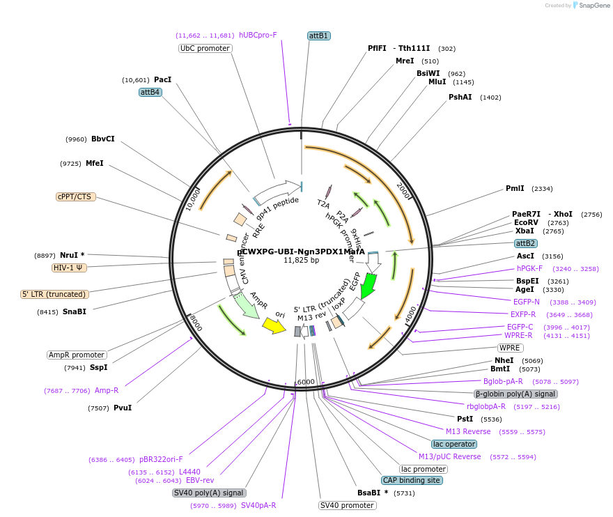 114303-plasmid-map-sequence-id-218742