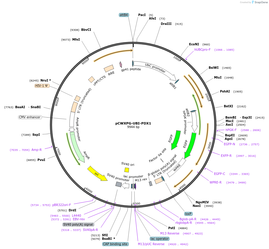 114304-plasmid-map-sequence-id-218744