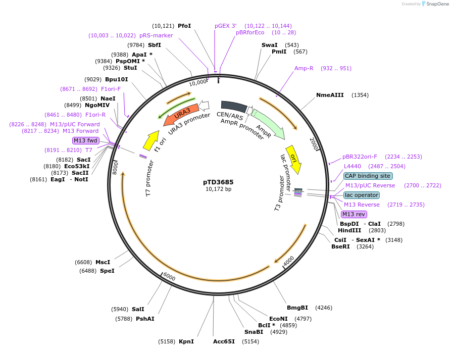 113391-plasmid-map-sequence-id-218745