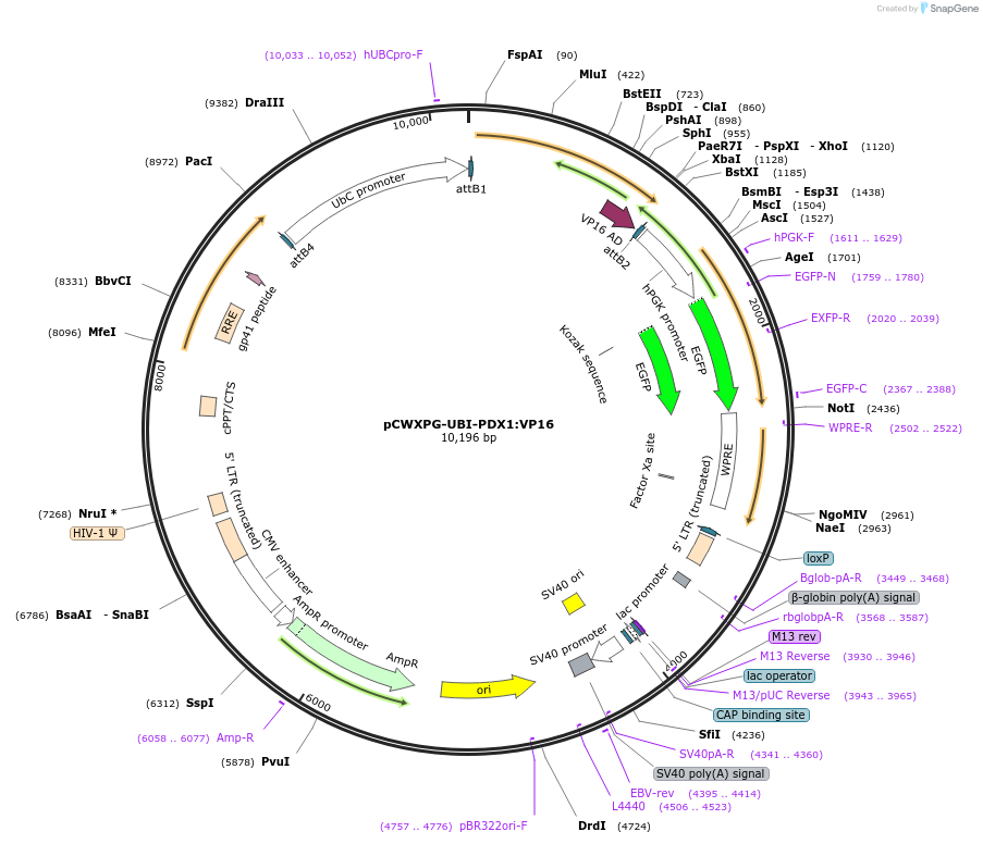 114305-plasmid-map-sequence-id-218746