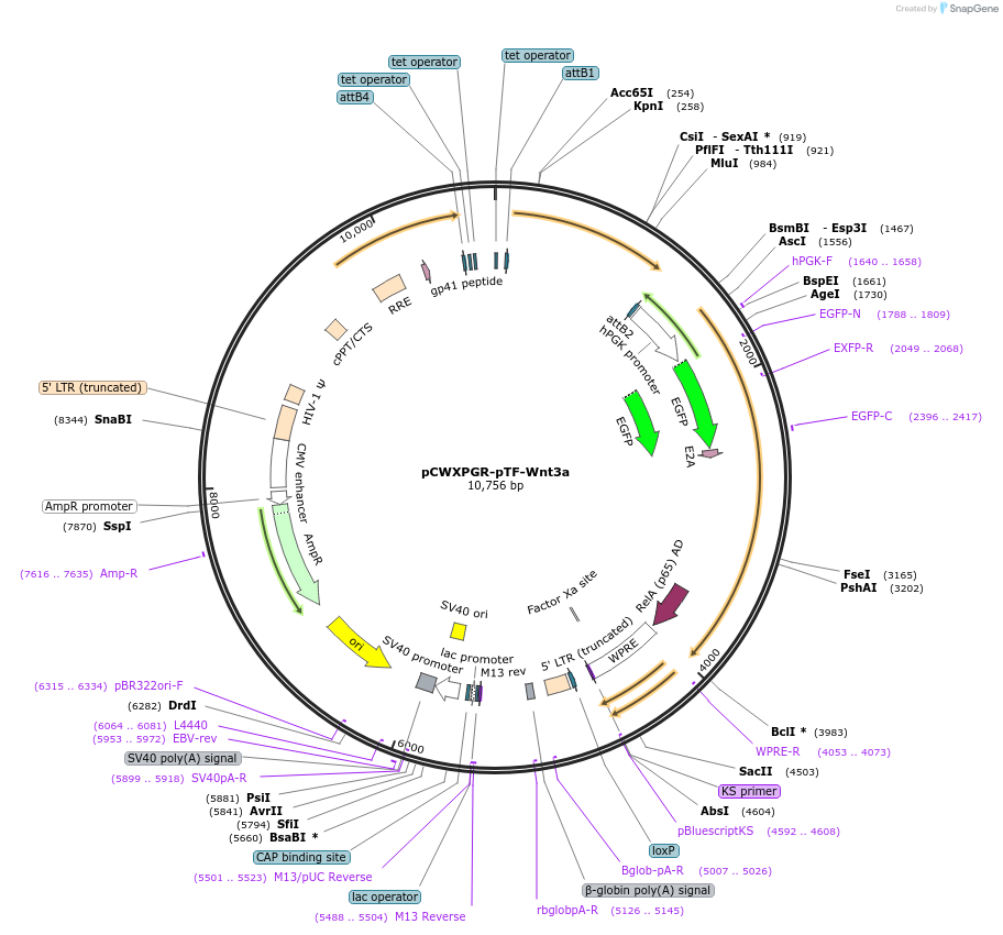 114287-plasmid-map-sequence-id-218748