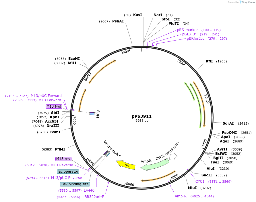 113330-plasmid-map-sequence-id-218809
