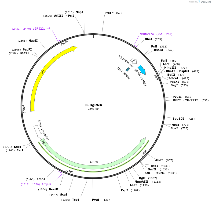 113655-plasmid-map-sequence-id-218814