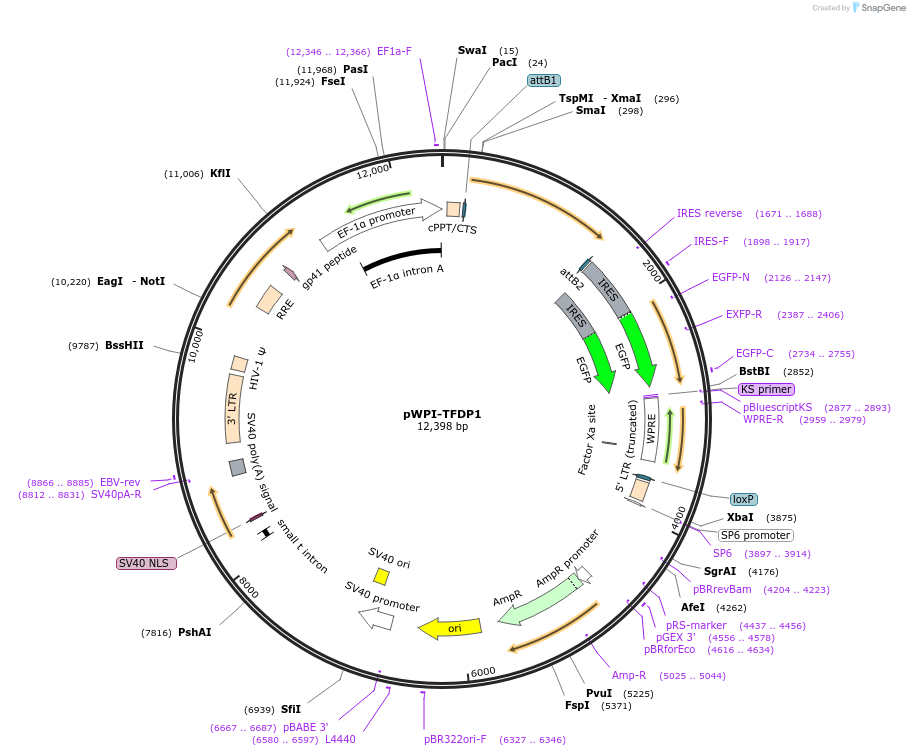 114299-plasmid-map-sequence-id-218815