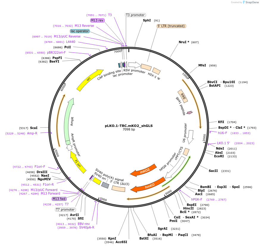 110319-plasmid-map-sequence-id-218850