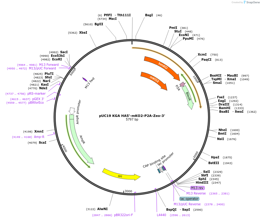 110408-plasmid-map-sequence-id-218853