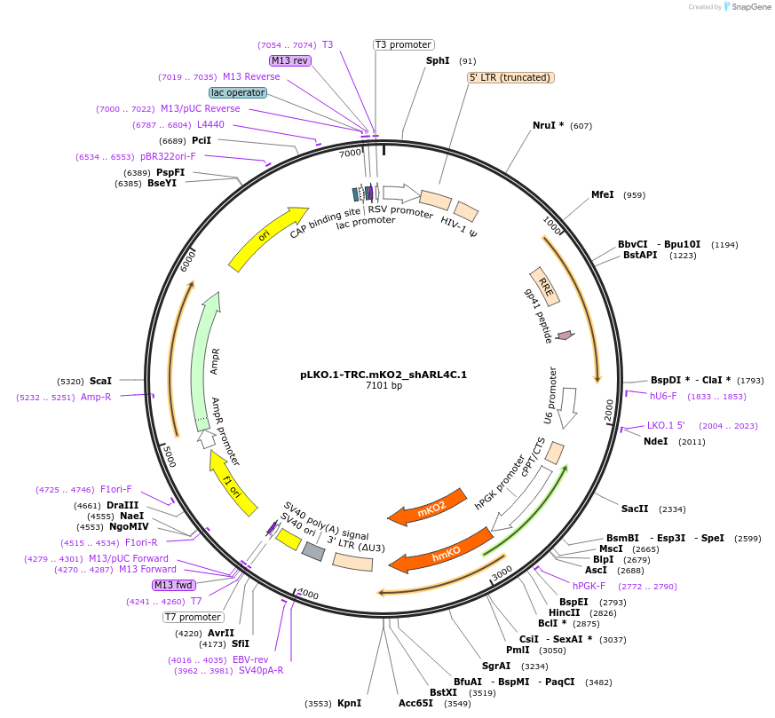 110320-plasmid-map-sequence-id-218859