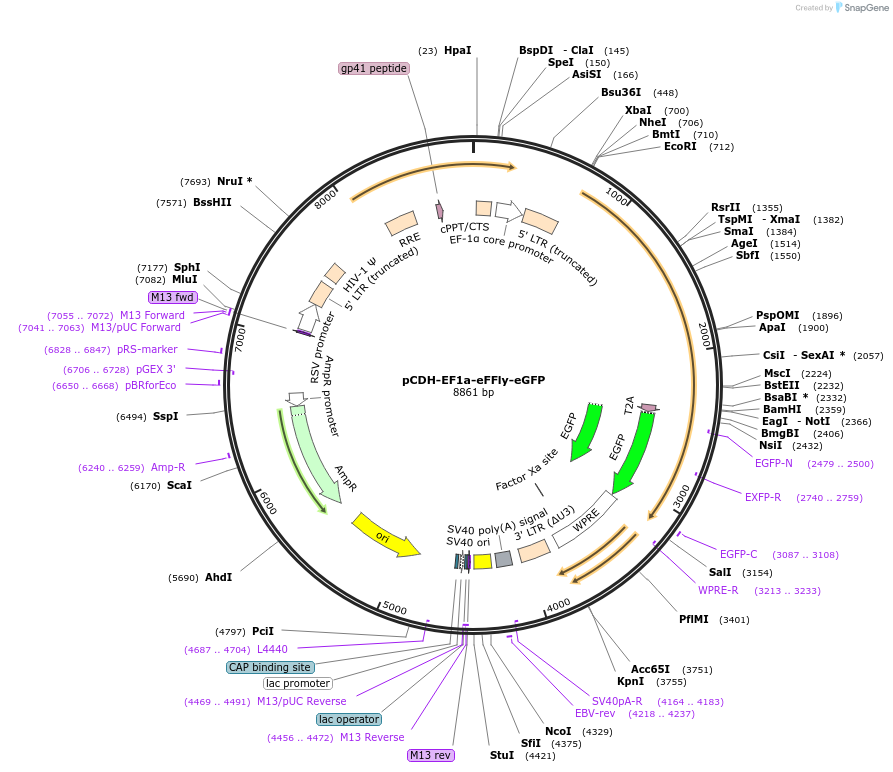 104834-plasmid-map-sequence-id-218869