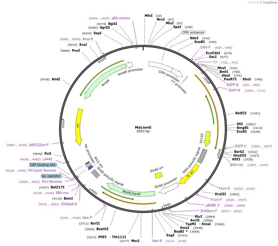 113906-plasmid-map-sequence-id-218873
