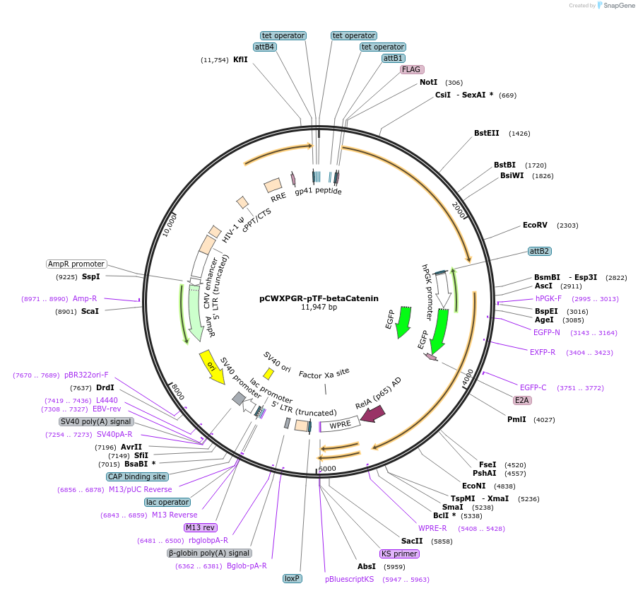 114281-plasmid-map-sequence-id-218874