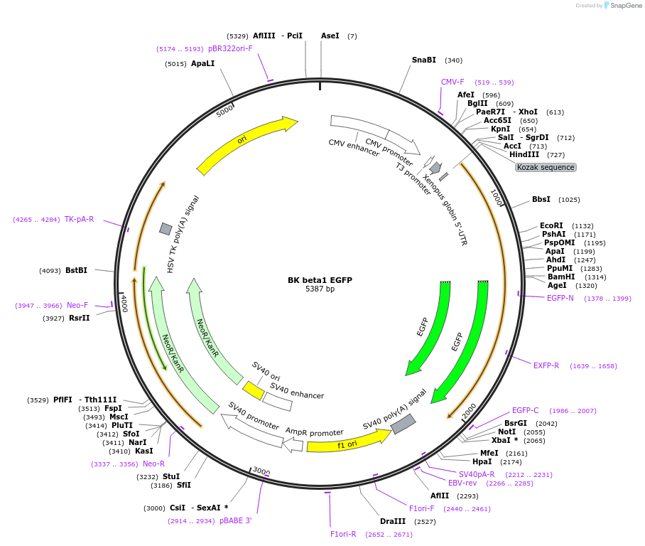 113557-plasmid-map-sequence-id-218875