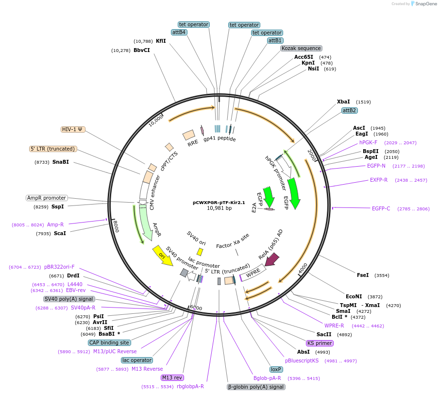 114284-plasmid-map-sequence-id-218907