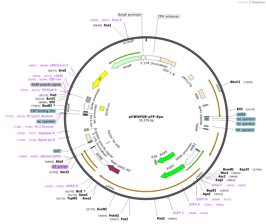 114290-plasmid-map-sequence-id-218920