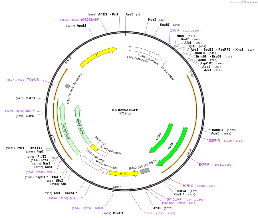 113558-plasmid-map-sequence-id-218921