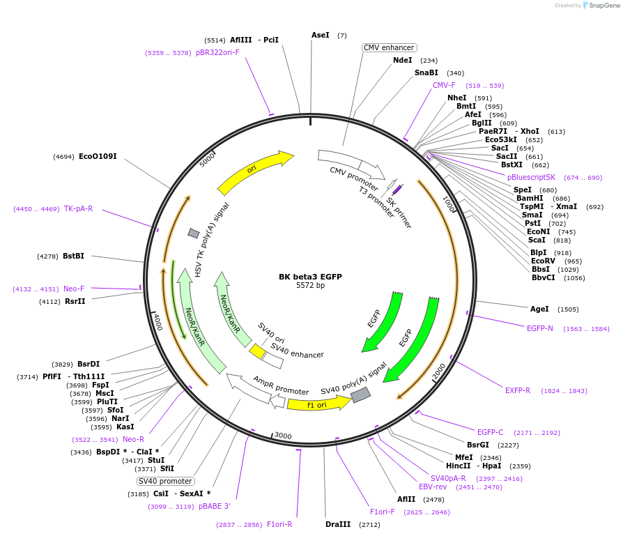 113559-plasmid-map-sequence-id-218923