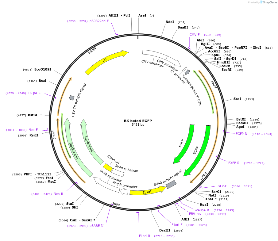 113560-plasmid-map-sequence-id-218925