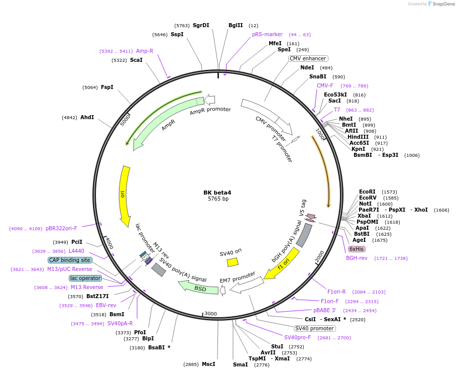 113568-plasmid-map-sequence-id-218941