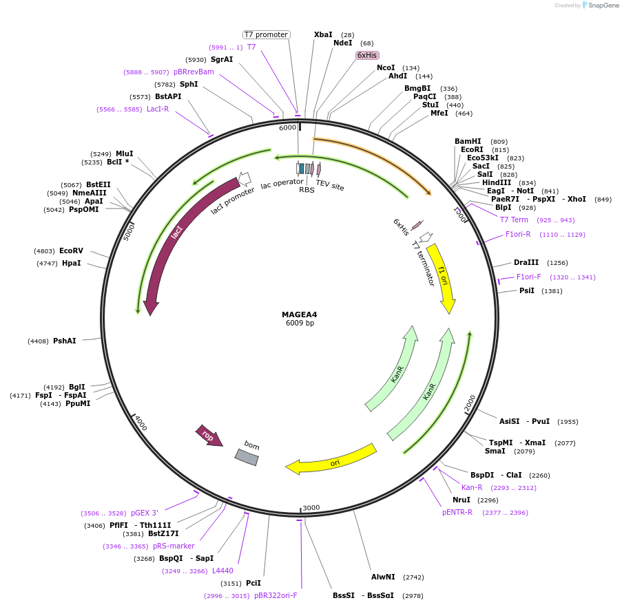 39001-plasmid-map-sequence-id-218943