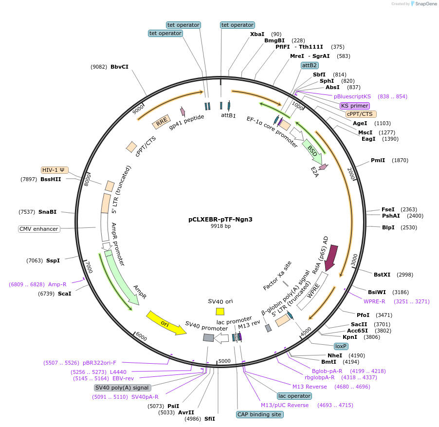 114307-plasmid-map-sequence-id-218952