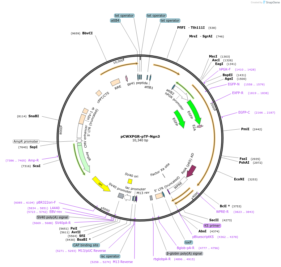114308-plasmid-map-sequence-id-218953