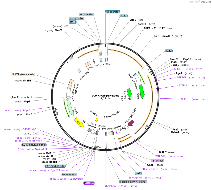 114289-plasmid-map-sequence-id-218954