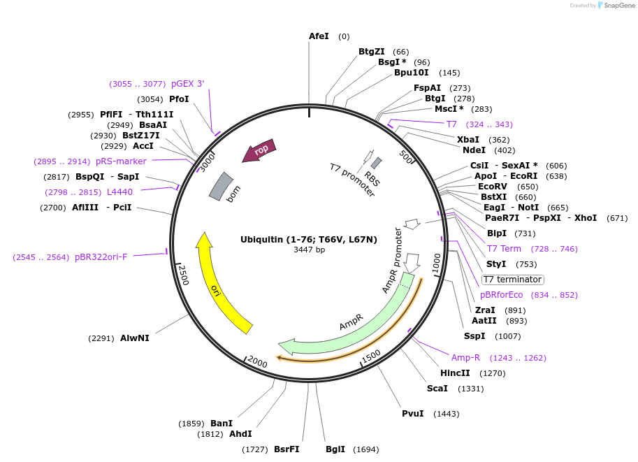 110755-plasmid-map-sequence-id-218957