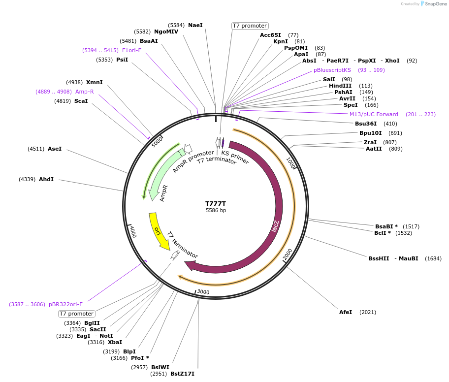 113082-plasmid-map-sequence-id-218958