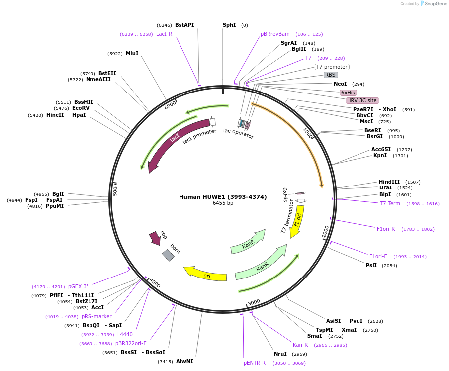 110754-plasmid-map-sequence-id-218961