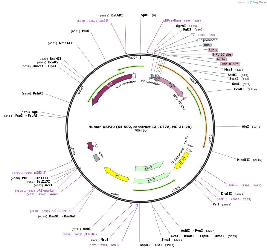 110747-plasmid-map-sequence-id-218962