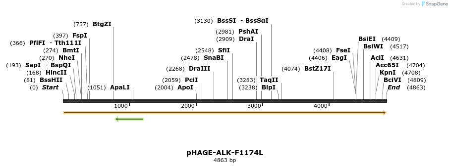 218982_map