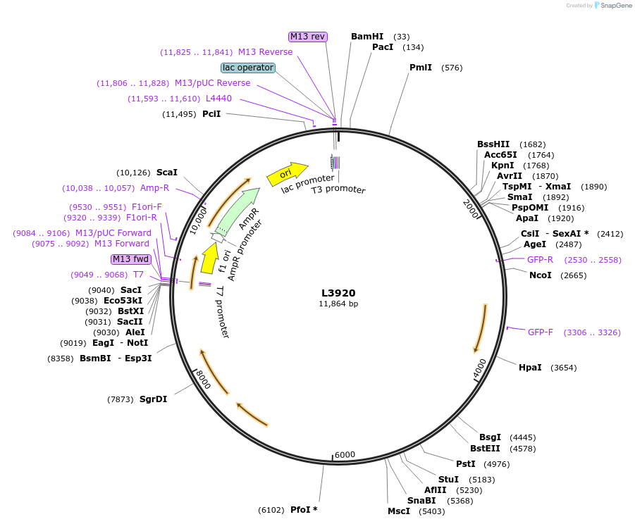1609-plasmid-map-sequence-id-219