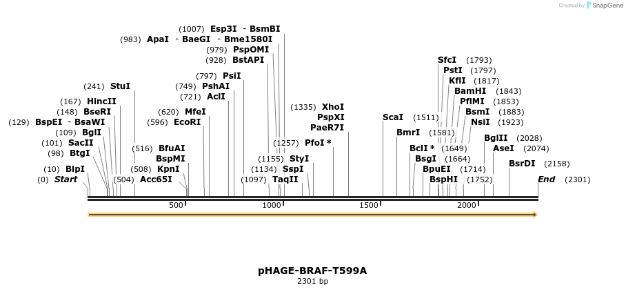 219073_map