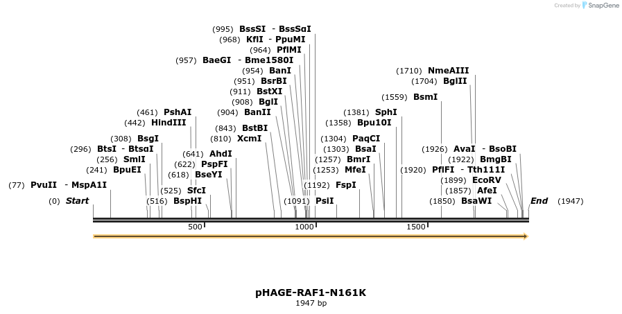 219531_map