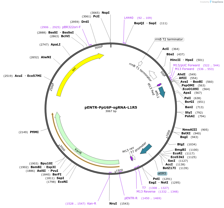 113737-plasmid-map-sequence-id-219773