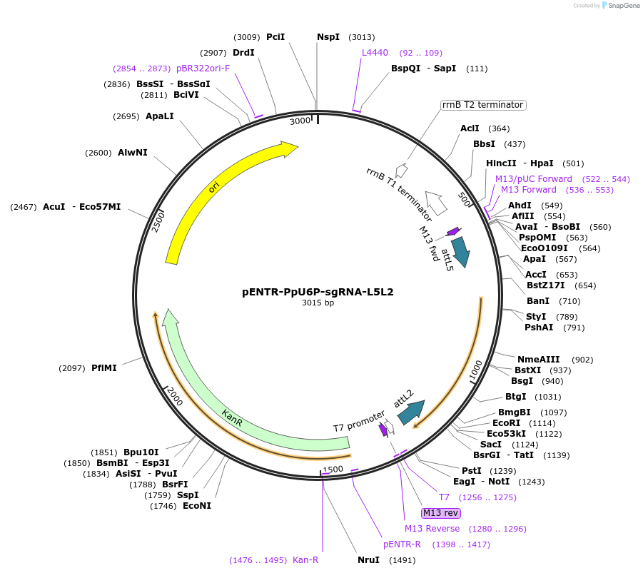 113738-plasmid-map-sequence-id-219776