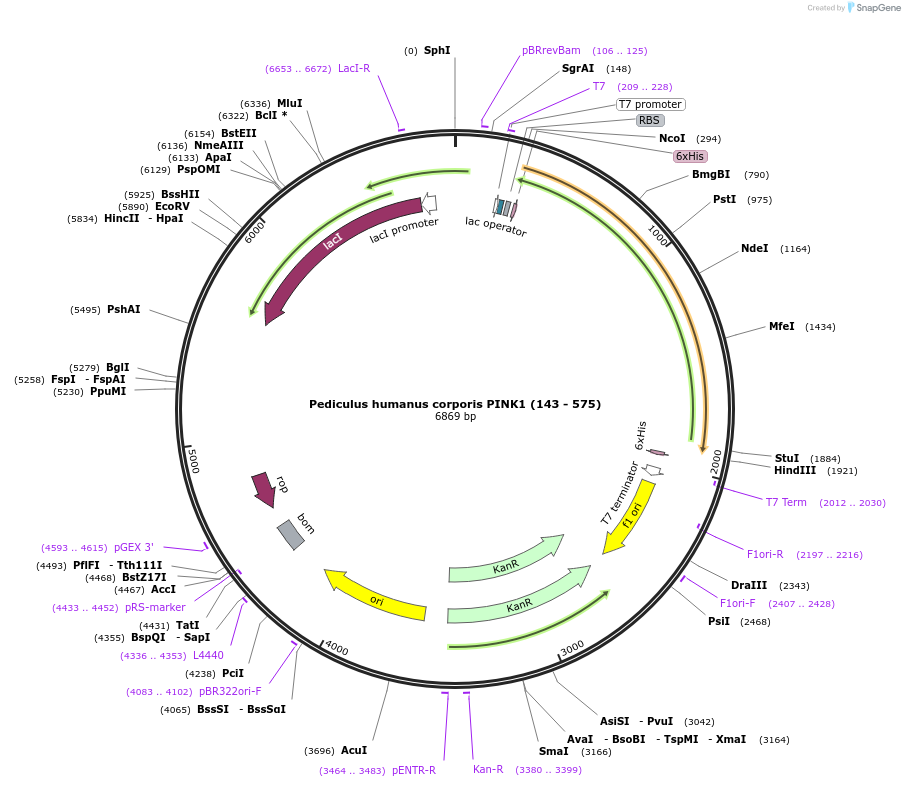 110751-plasmid-map-sequence-id-219778