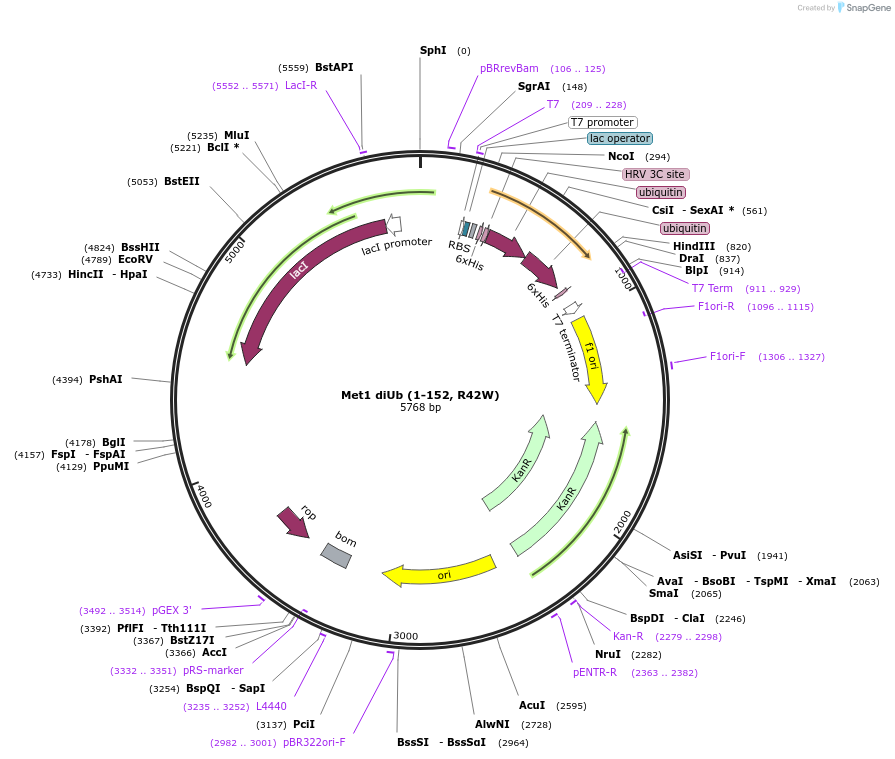 110767-plasmid-map-sequence-id-219779