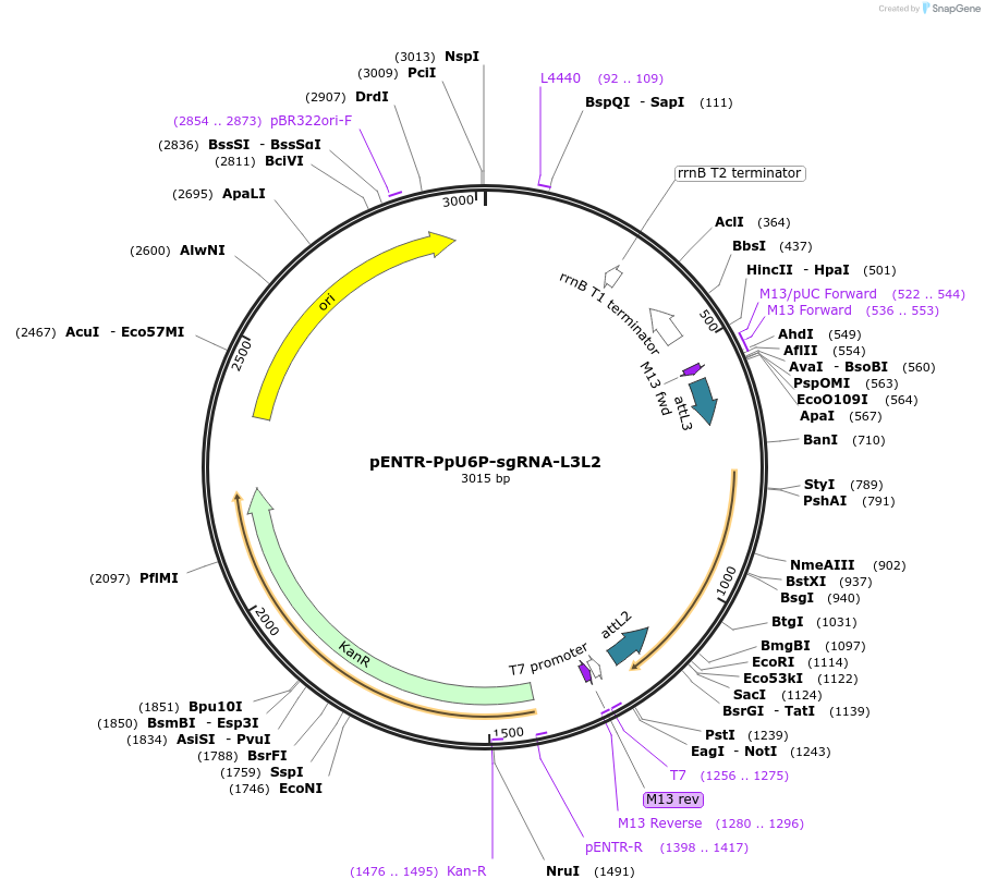 113740-plasmid-map-sequence-id-219780