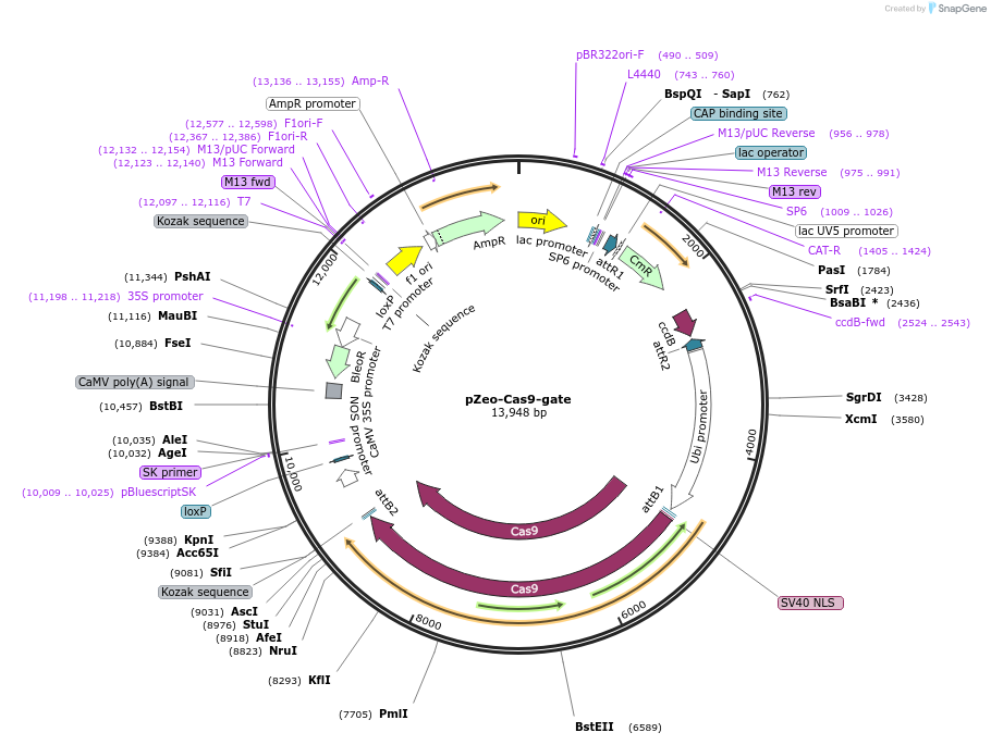 113744-plasmid-map-sequence-id-219786