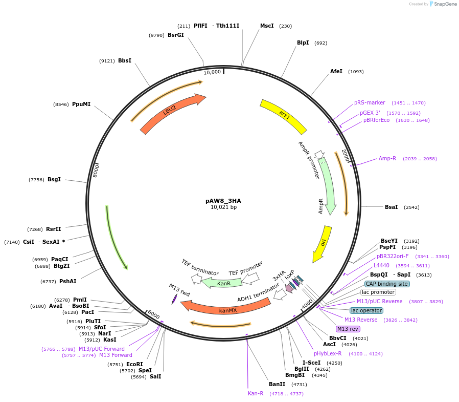 110233-plasmid-map-sequence-id-219788
