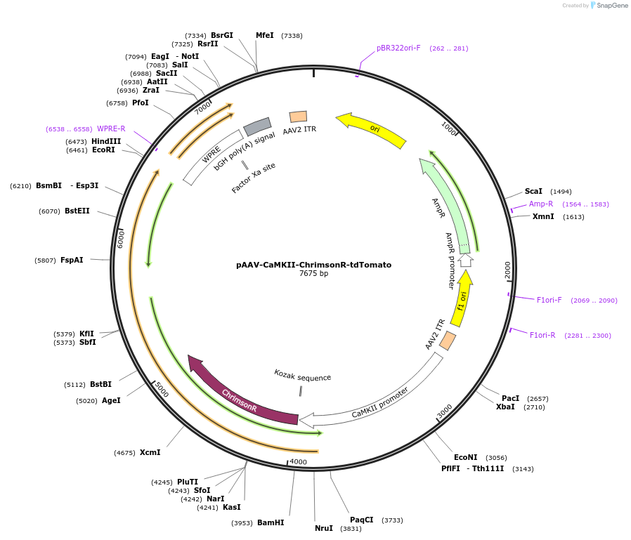 99231-plasmid-map-sequence-id-219823