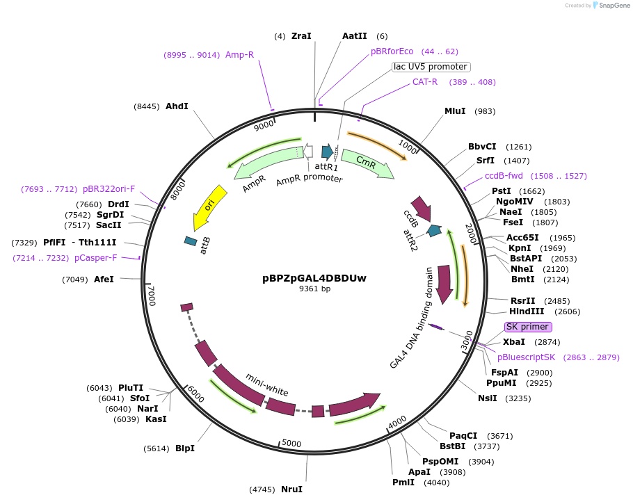26233-plasmid-map-sequence-id-219843