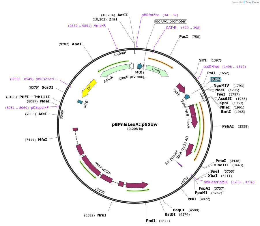26230-plasmid-map-sequence-id-219858