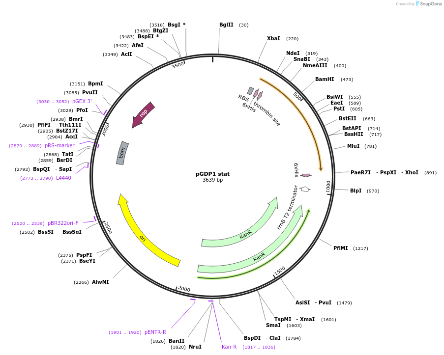 112886-plasmid-map-sequence-id-219860
