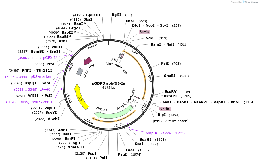 112882-plasmid-map-sequence-id-219862